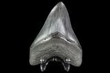 Serrated, Fossil Megalodon Tooth - Georgia #111512-2